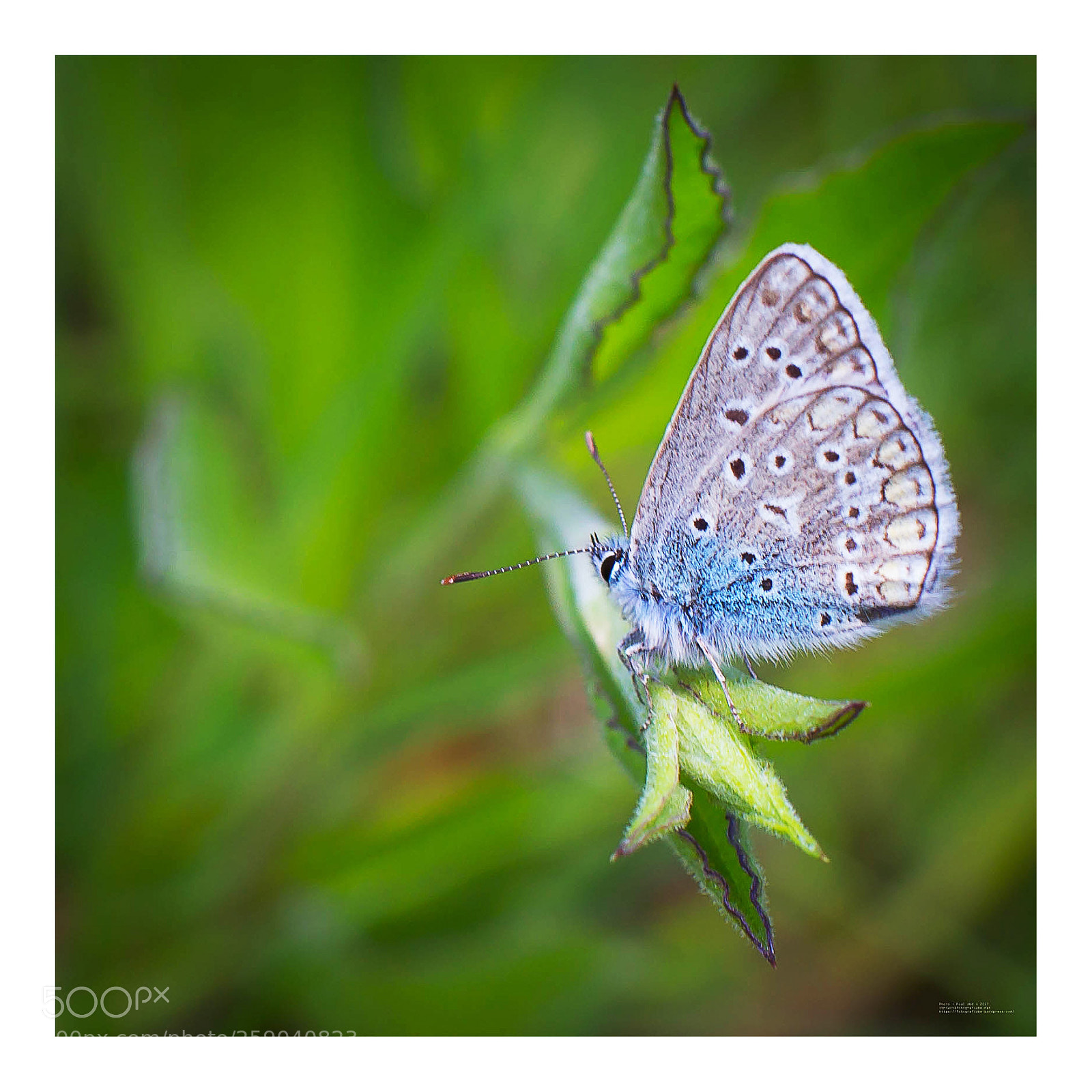 Canon EOS-1D Mark IV sample photo. Butterfly photography