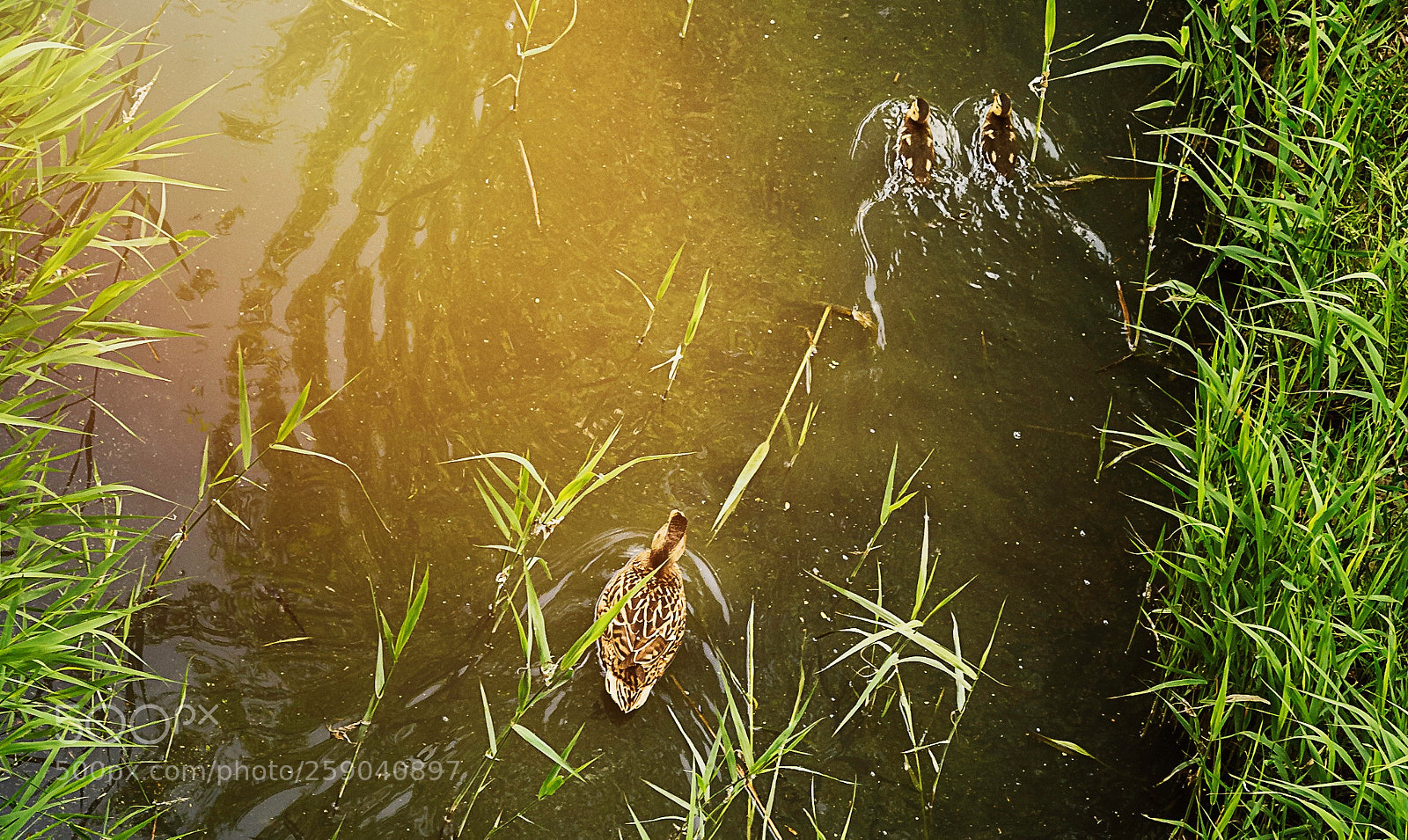 Nikon D750 sample photo. Duck family in springtime photography
