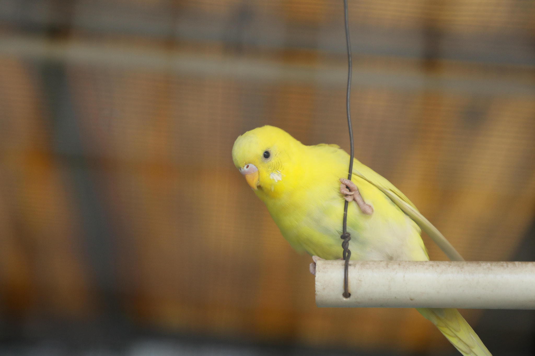 Canon EF 24-105mm F4L IS II USM sample photo. Birds photography