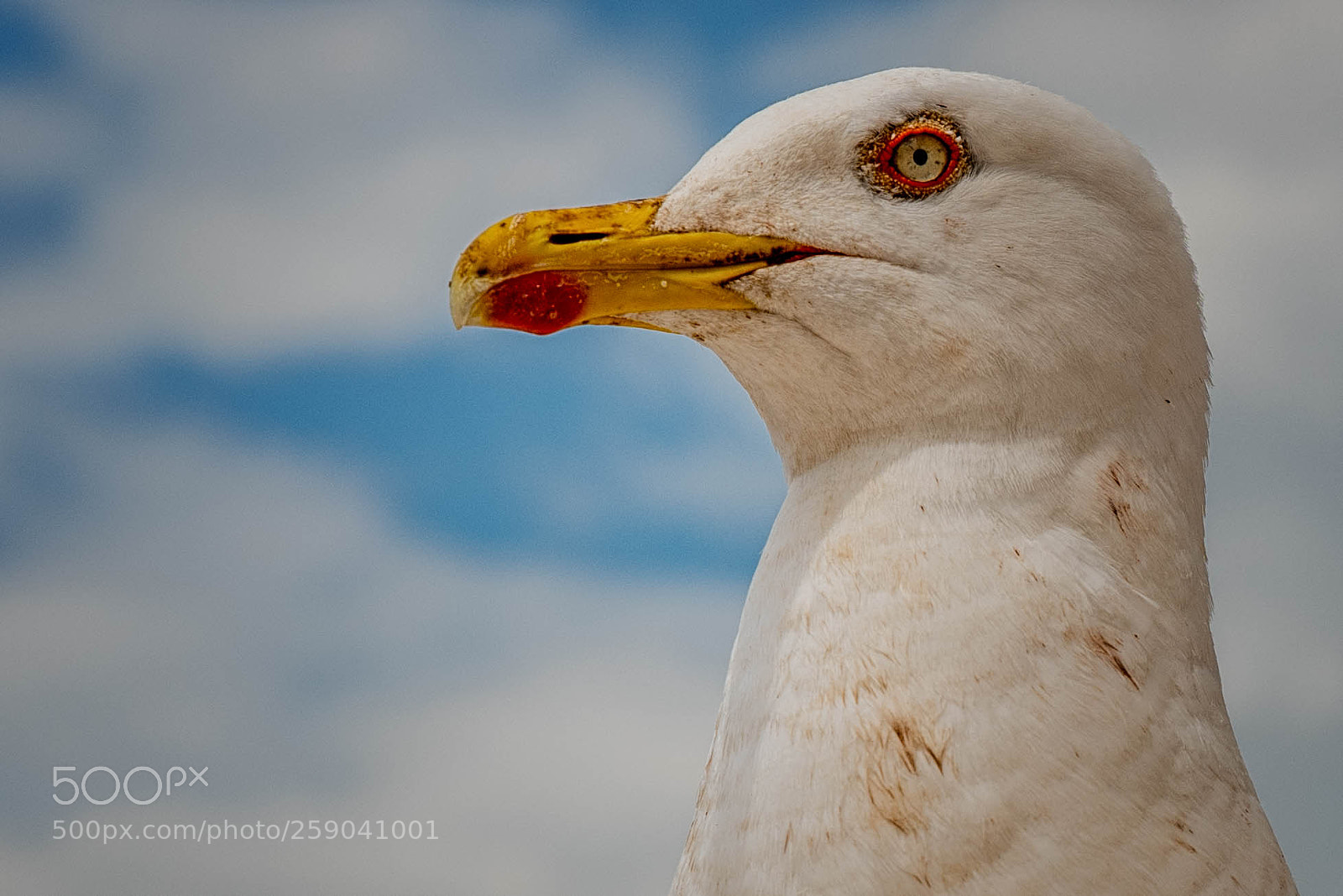 Nikon D810 sample photo. Bird photography