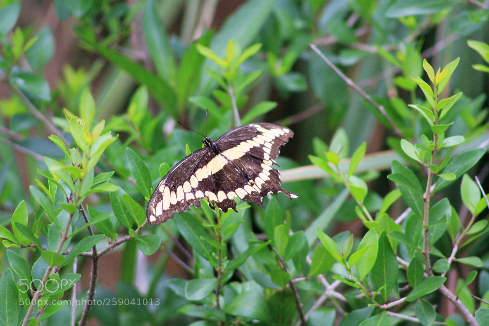 Canon EOS 40D sample photo. Butterfly photography