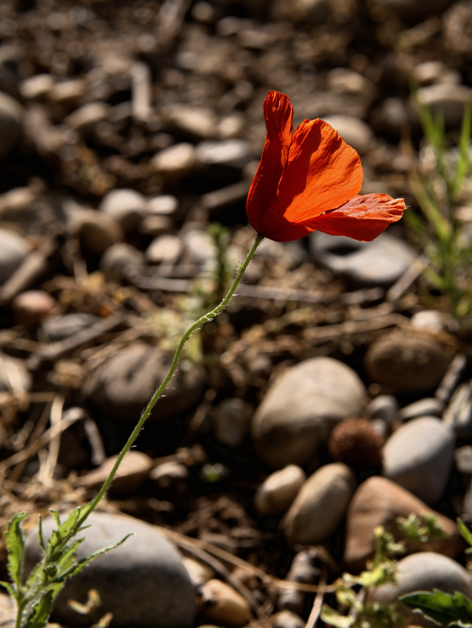 Panasonic Lumix DC-GX9 sample photo. Le printemps dans la ville photography