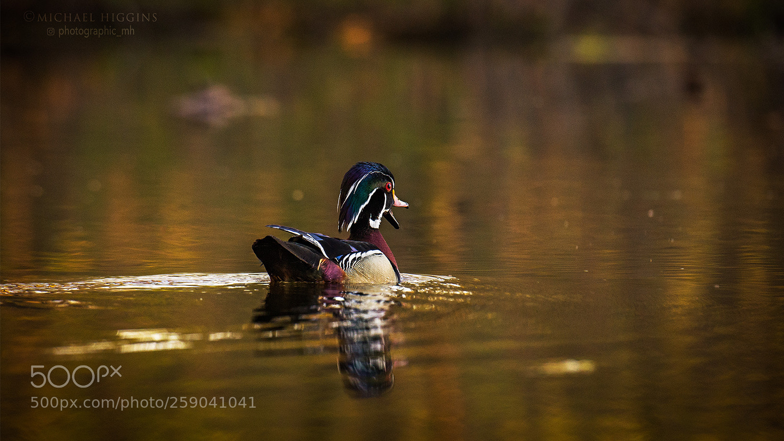 Nikon D610 sample photo. Wood duck quack photography