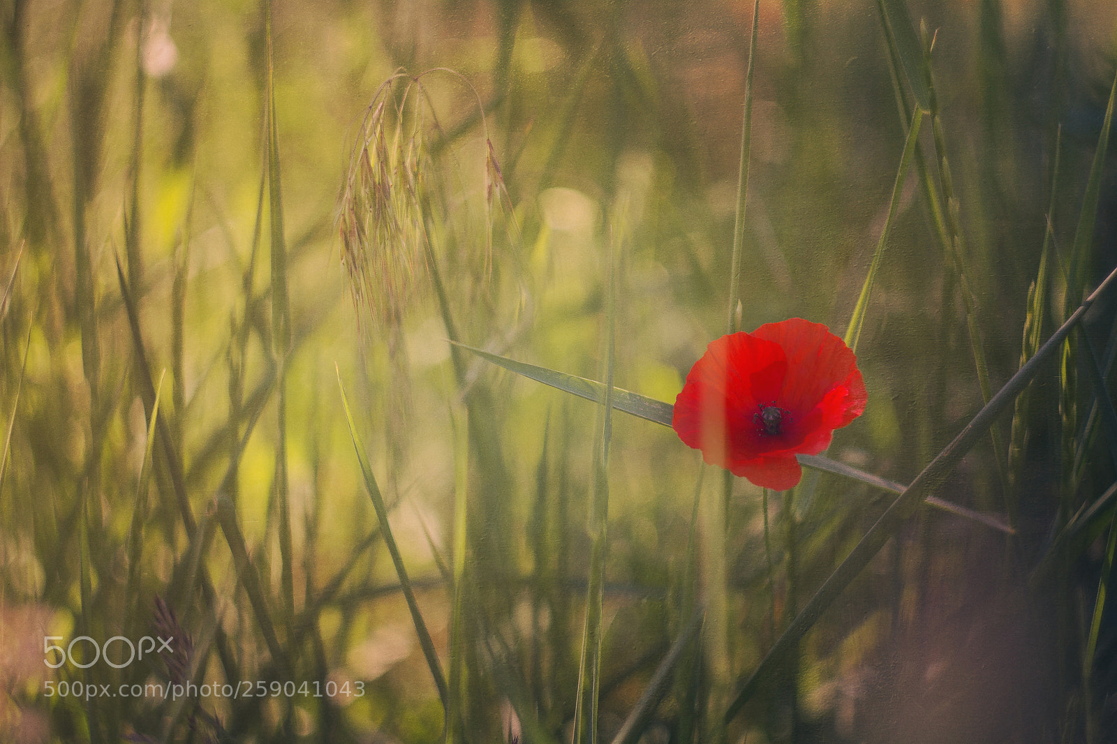 Canon EOS 60D sample photo. Hide in the grass photography