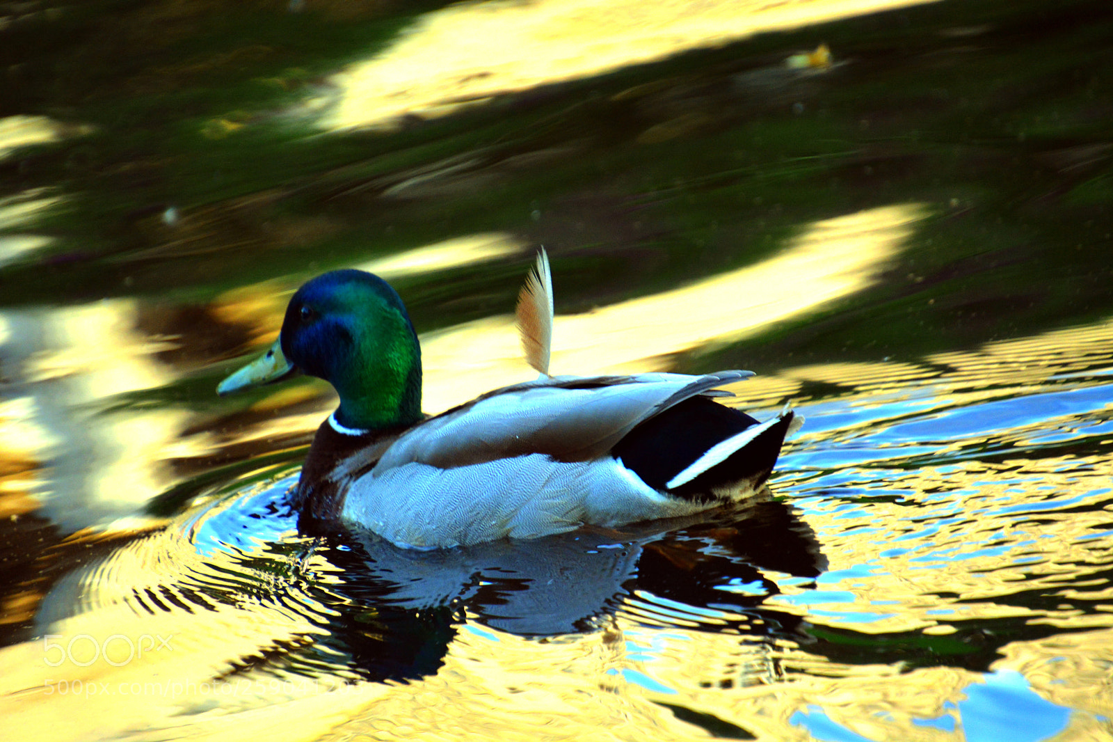 Nikon D5200 sample photo. Untitled. photography