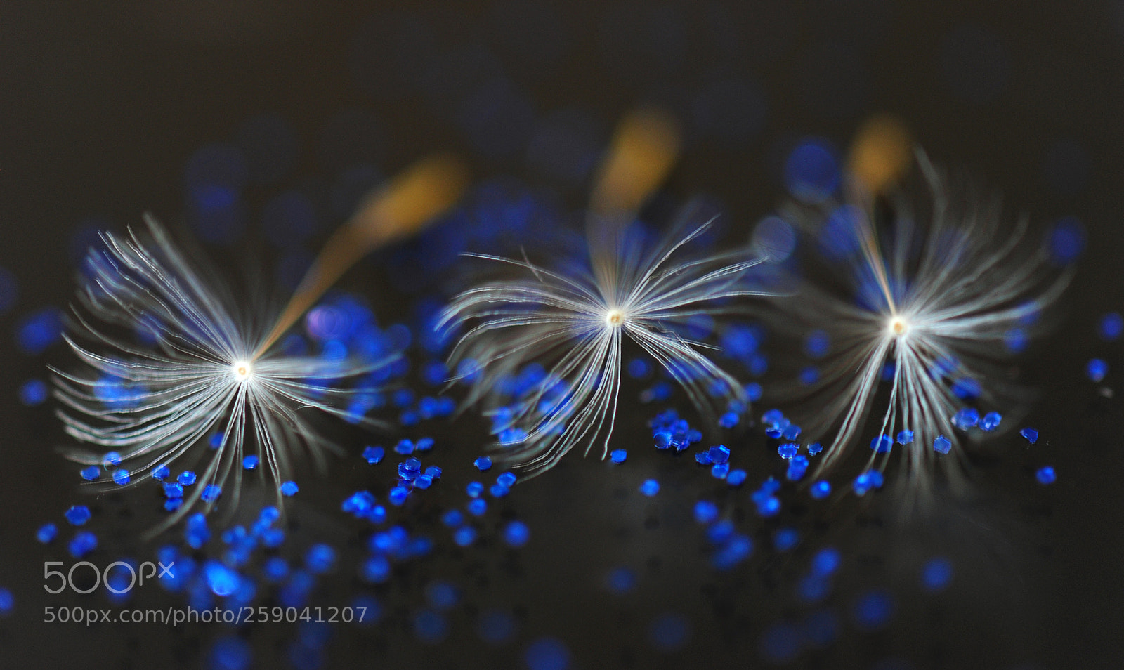 Nikon D700 sample photo. Dandelion photography