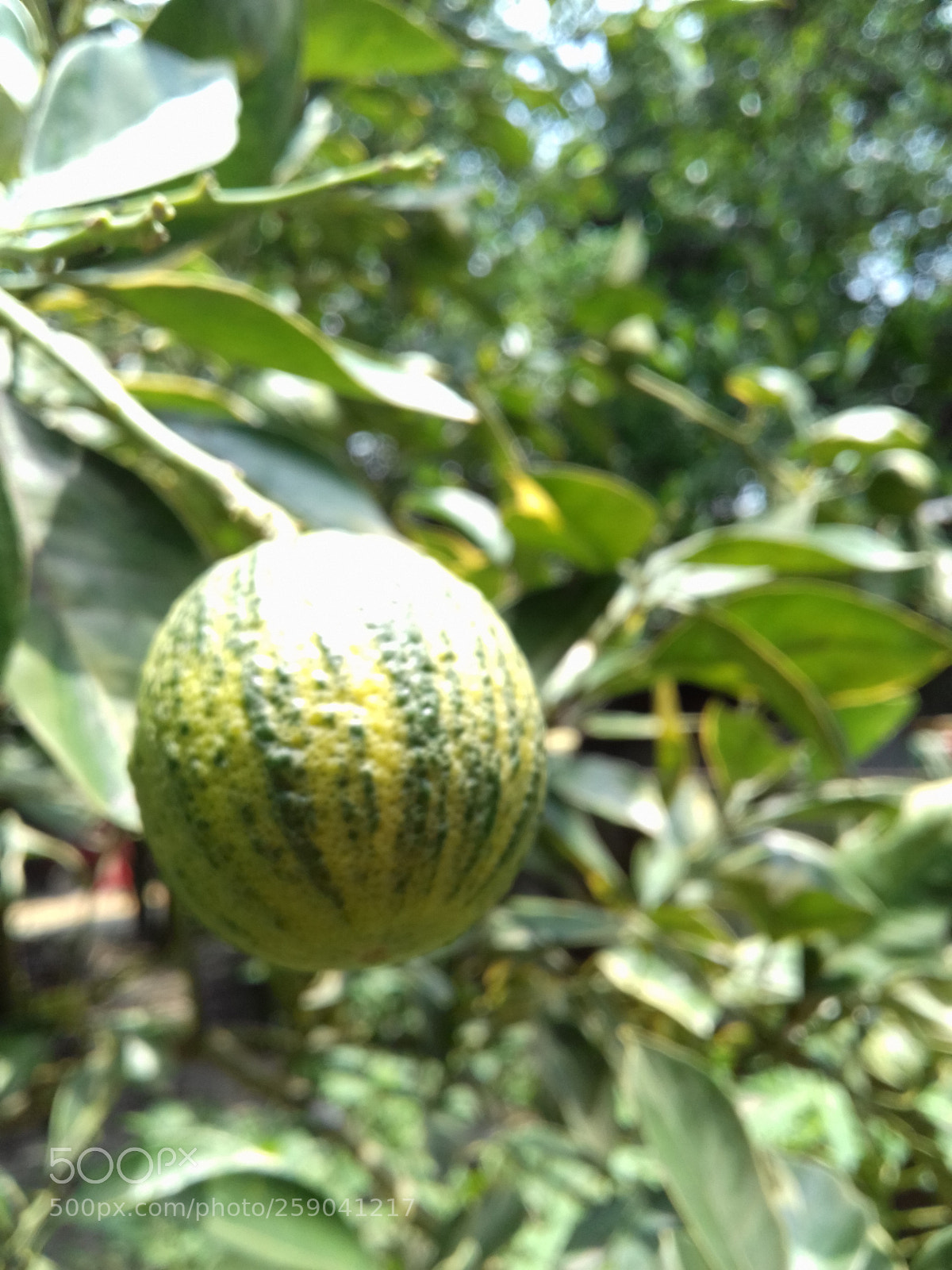 Samsung Galaxy J3(2016) sample photo. 20180517_112749.jpg photography
