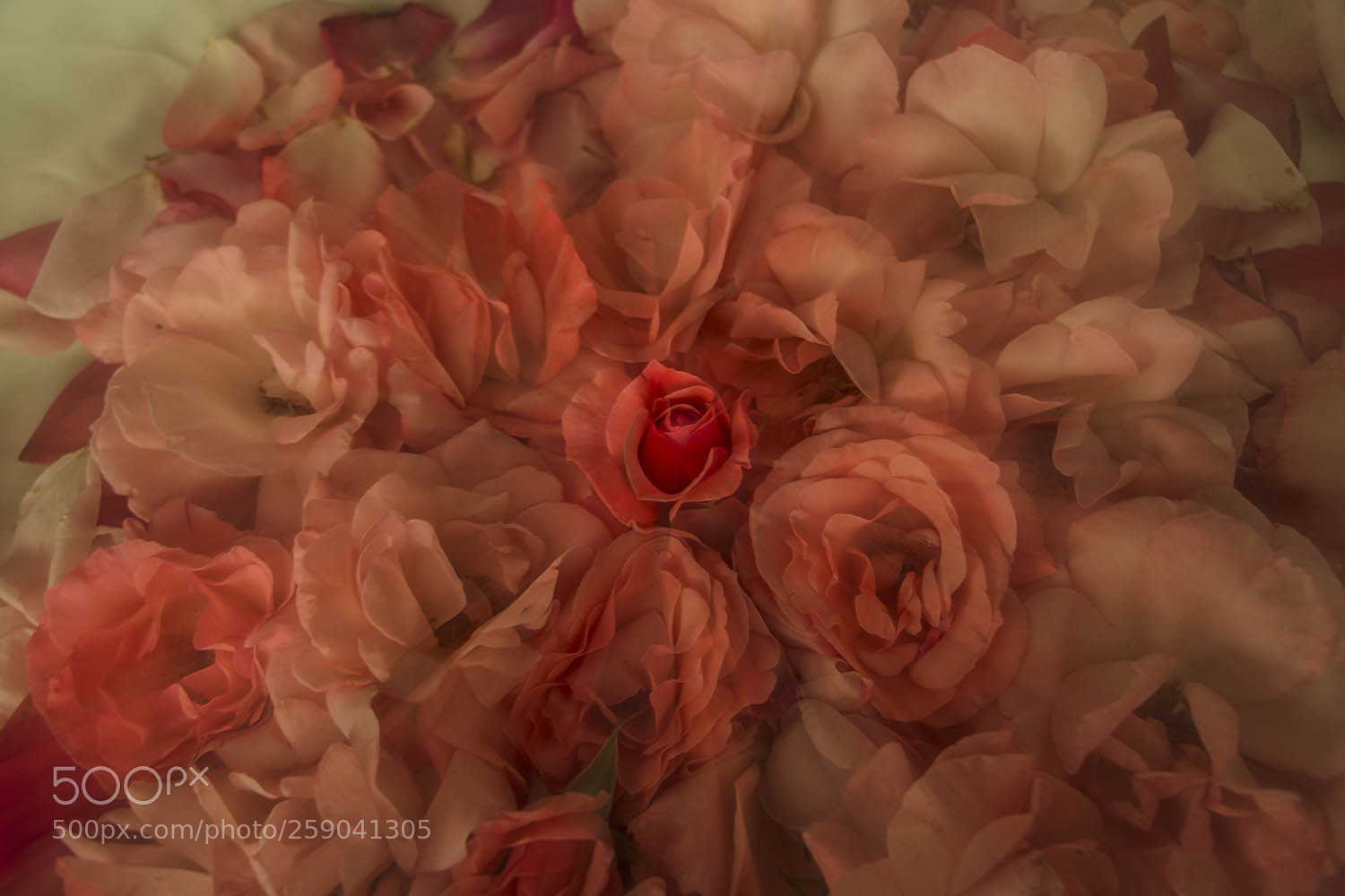Canon EOS 70D sample photo. My pink roses photography