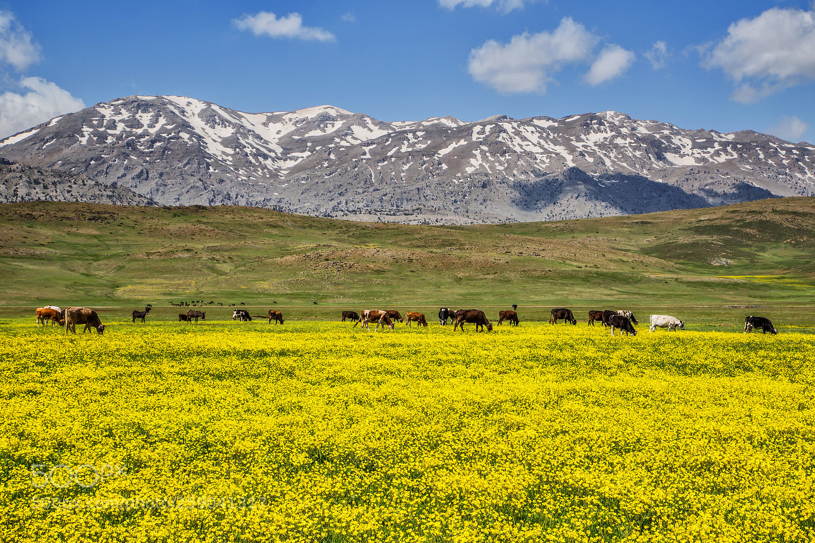 Canon EOS 6D sample photo. Sarı bahar... photography