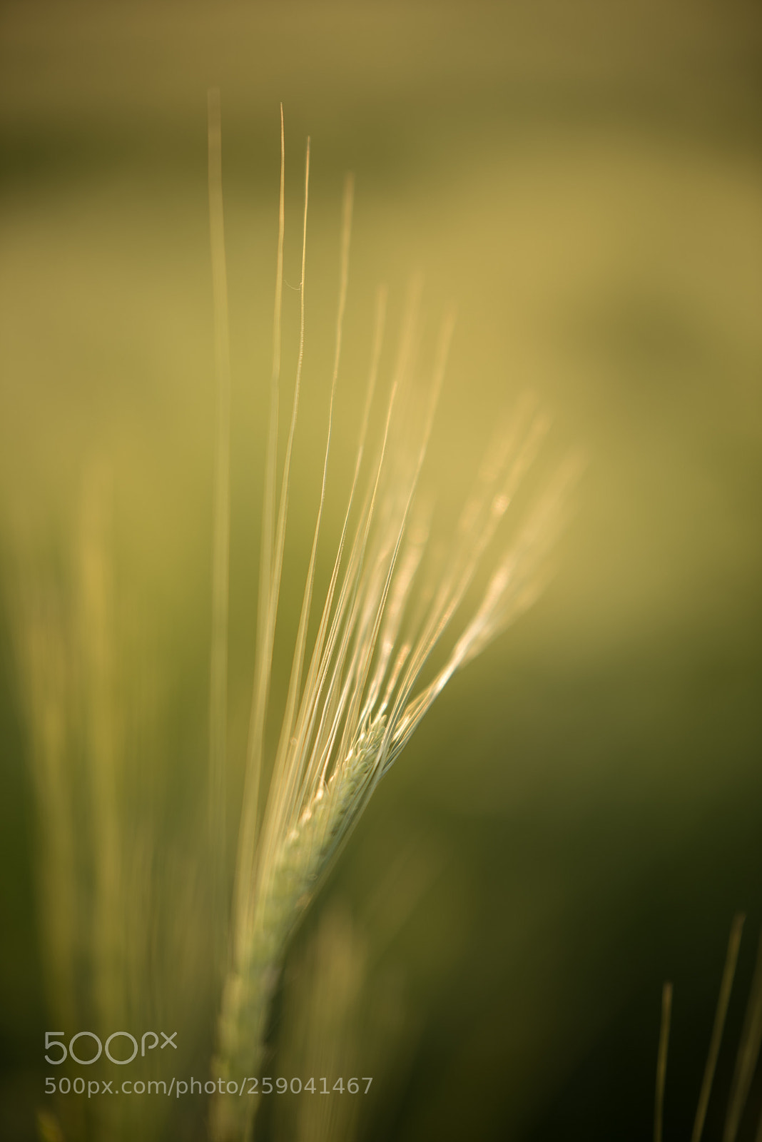 Nikon D750 sample photo. Barley photography