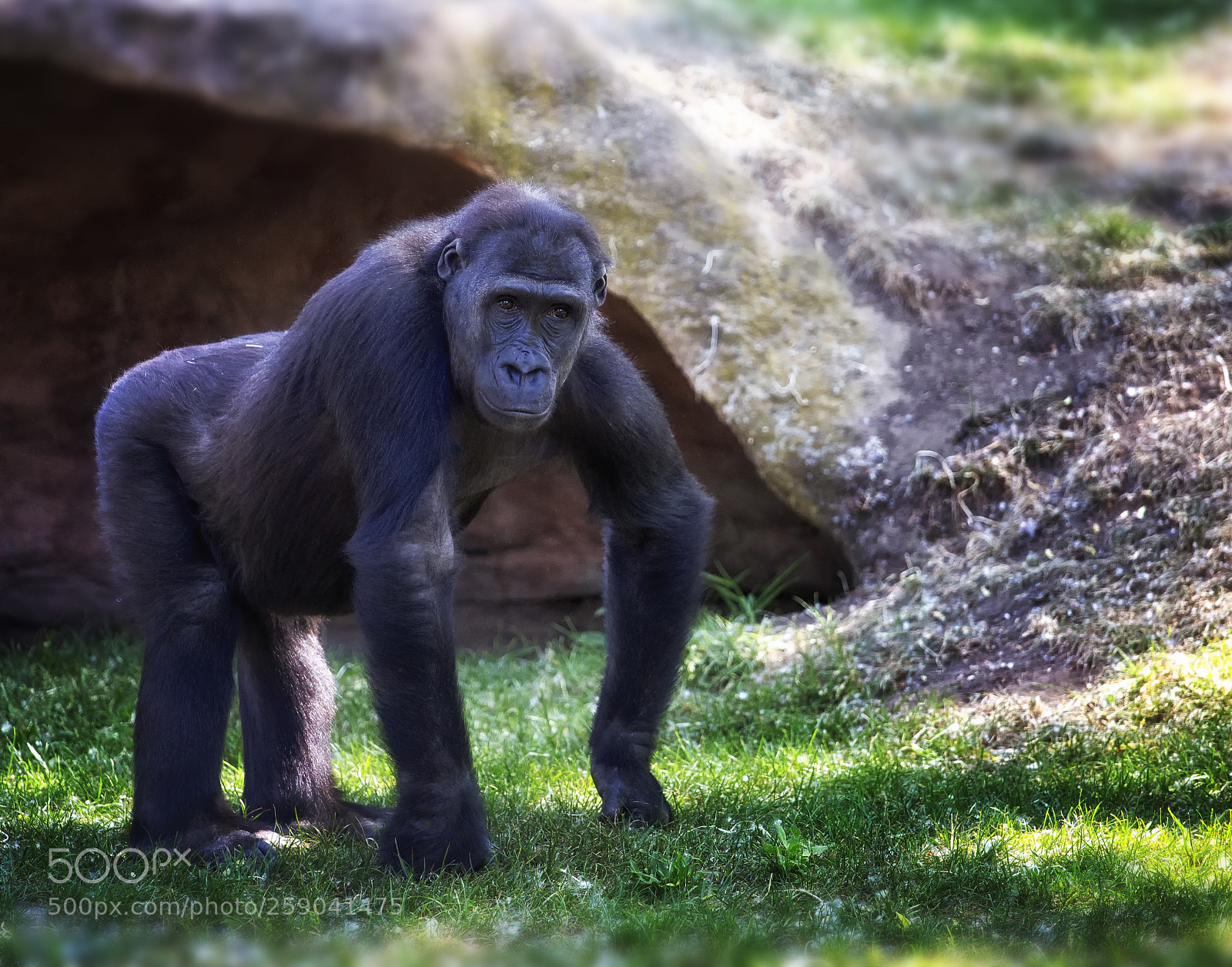 Canon EOS 6D sample photo. Western lowland gorilla photography
