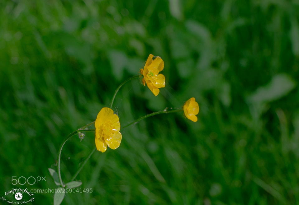 Nikon D7000 sample photo. Three small yellow flowers photography