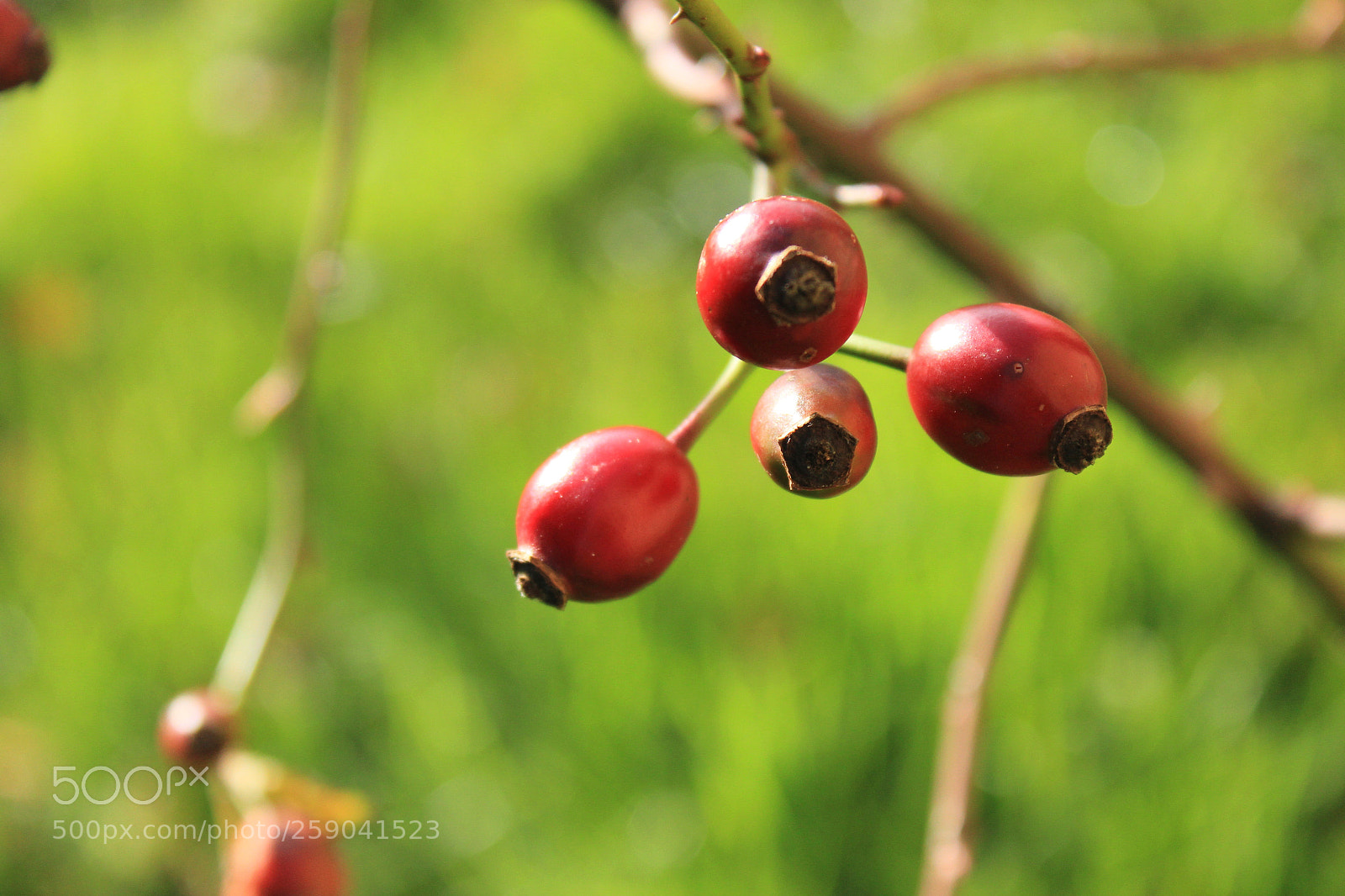 Canon EOS 550D (EOS Rebel T2i / EOS Kiss X4) sample photo. Briar fruit photography
