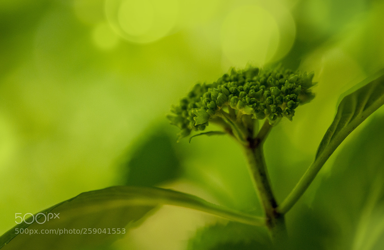 Nikon D800 sample photo. Springtime is green photography