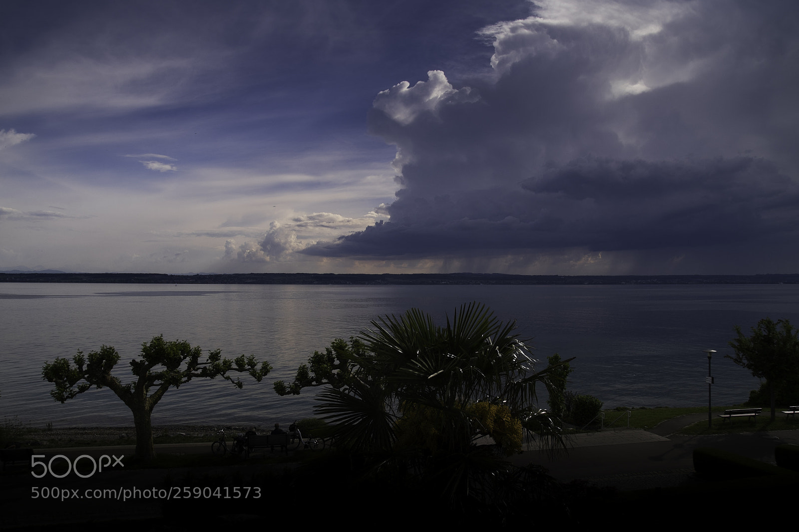 Fujifilm X-T1 sample photo. Palmtree photography