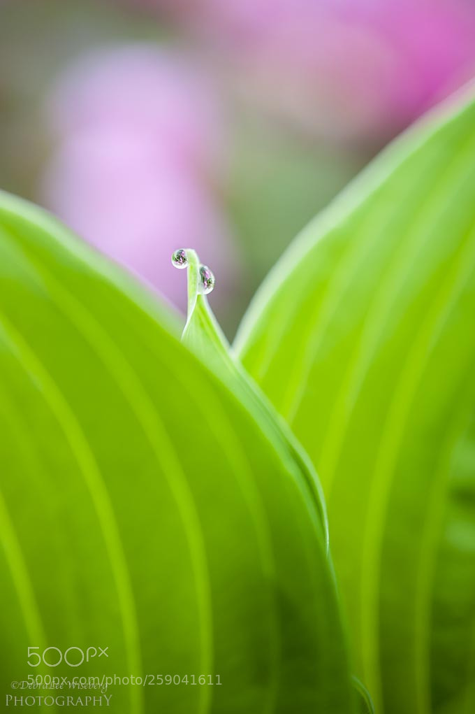 Nikon D700 sample photo. Hidden pearls photography