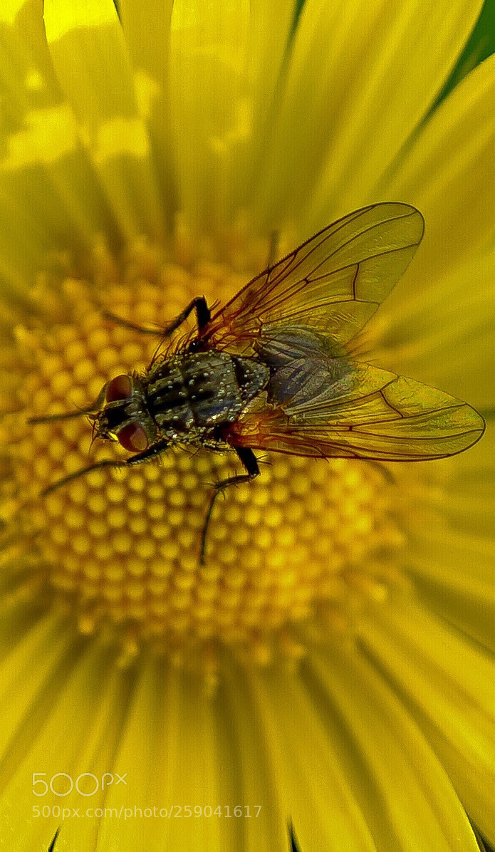 Sony a7 II sample photo. Fast macro photography