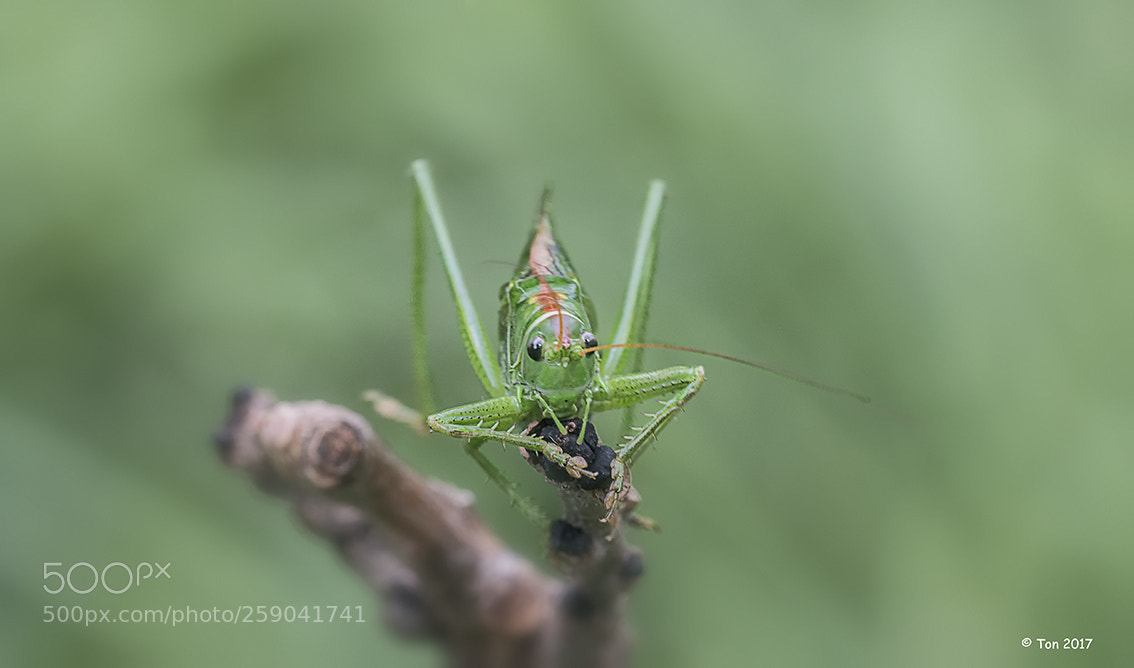 Canon EOS 70D sample photo. Grasshopper en face photography