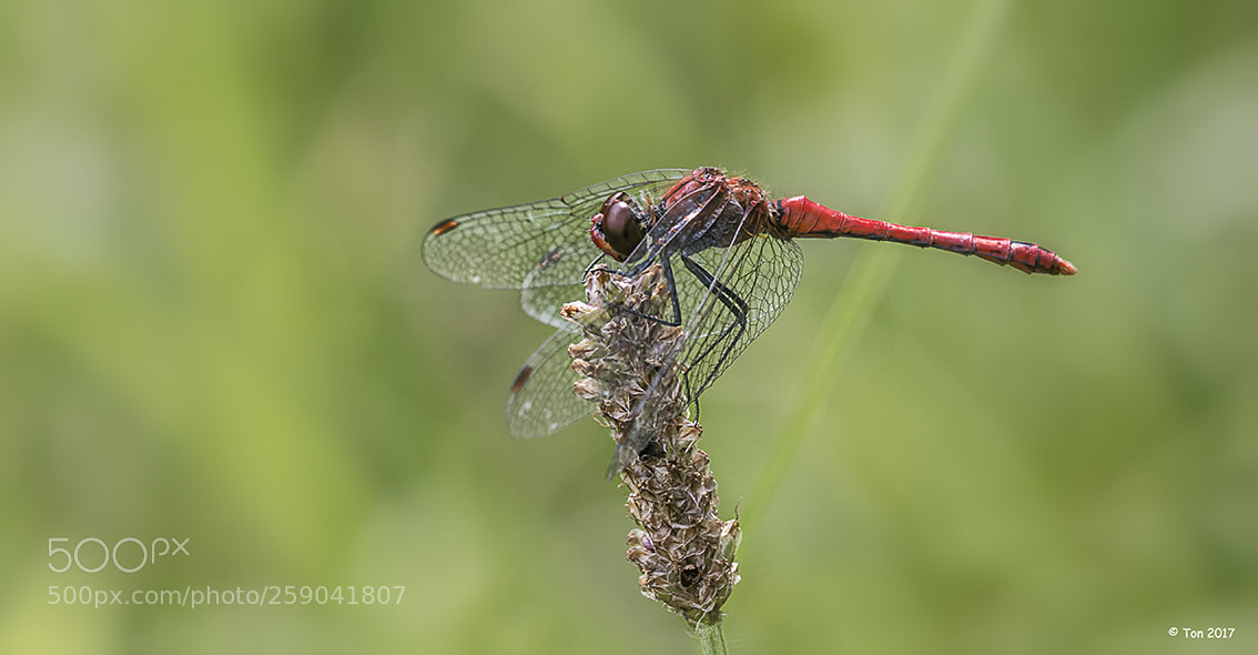 Canon EOS 70D sample photo. Sympetrum sanguineum photography