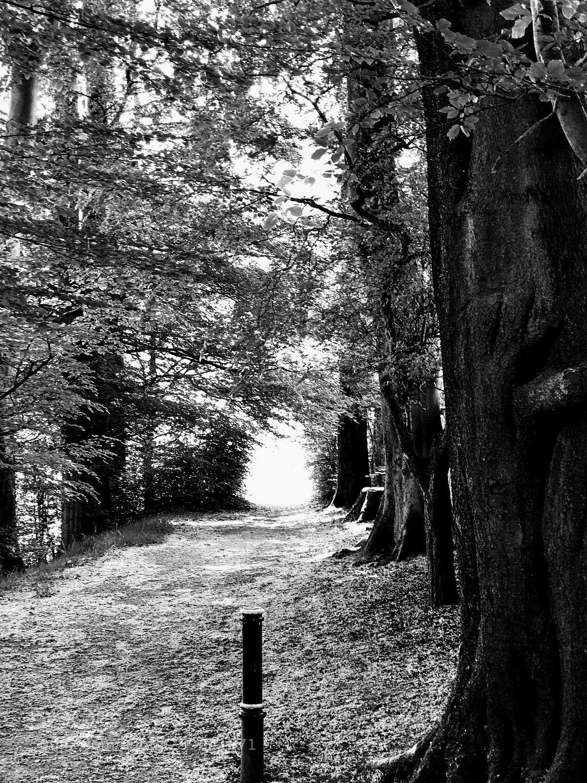 Apple iPhone 7 Plus sample photo. Woodland photography