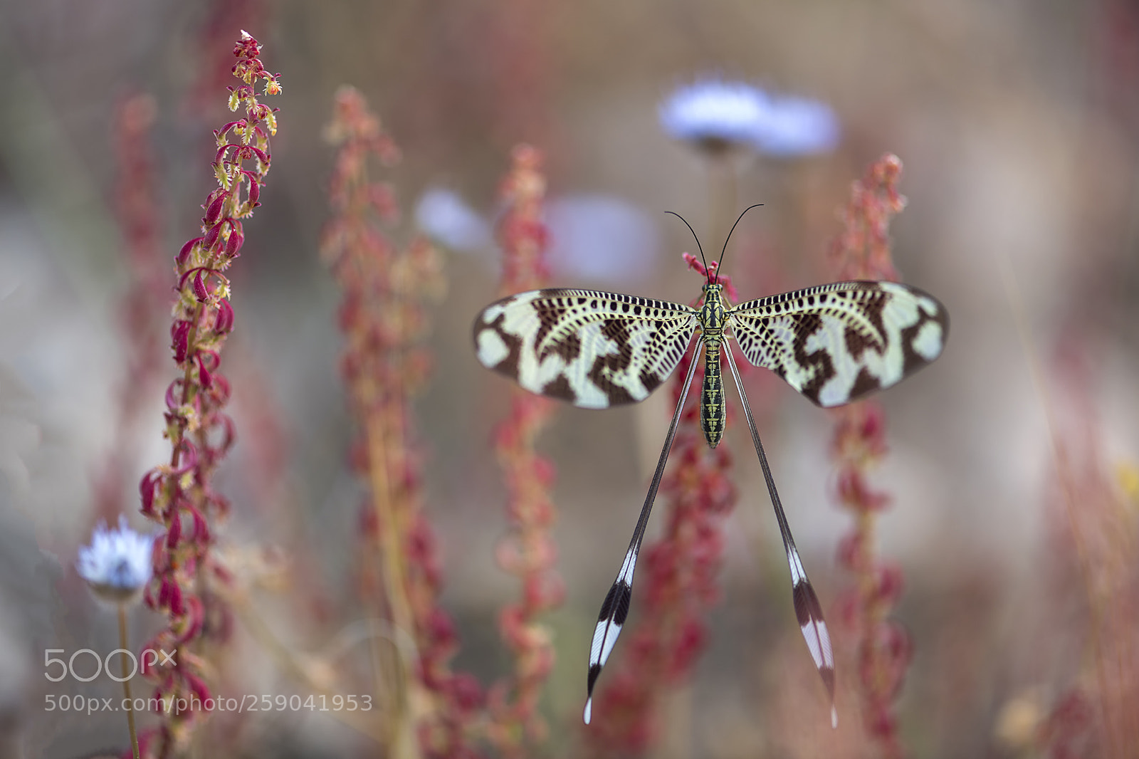 Nikon D850 sample photo. Nemoptera photography
