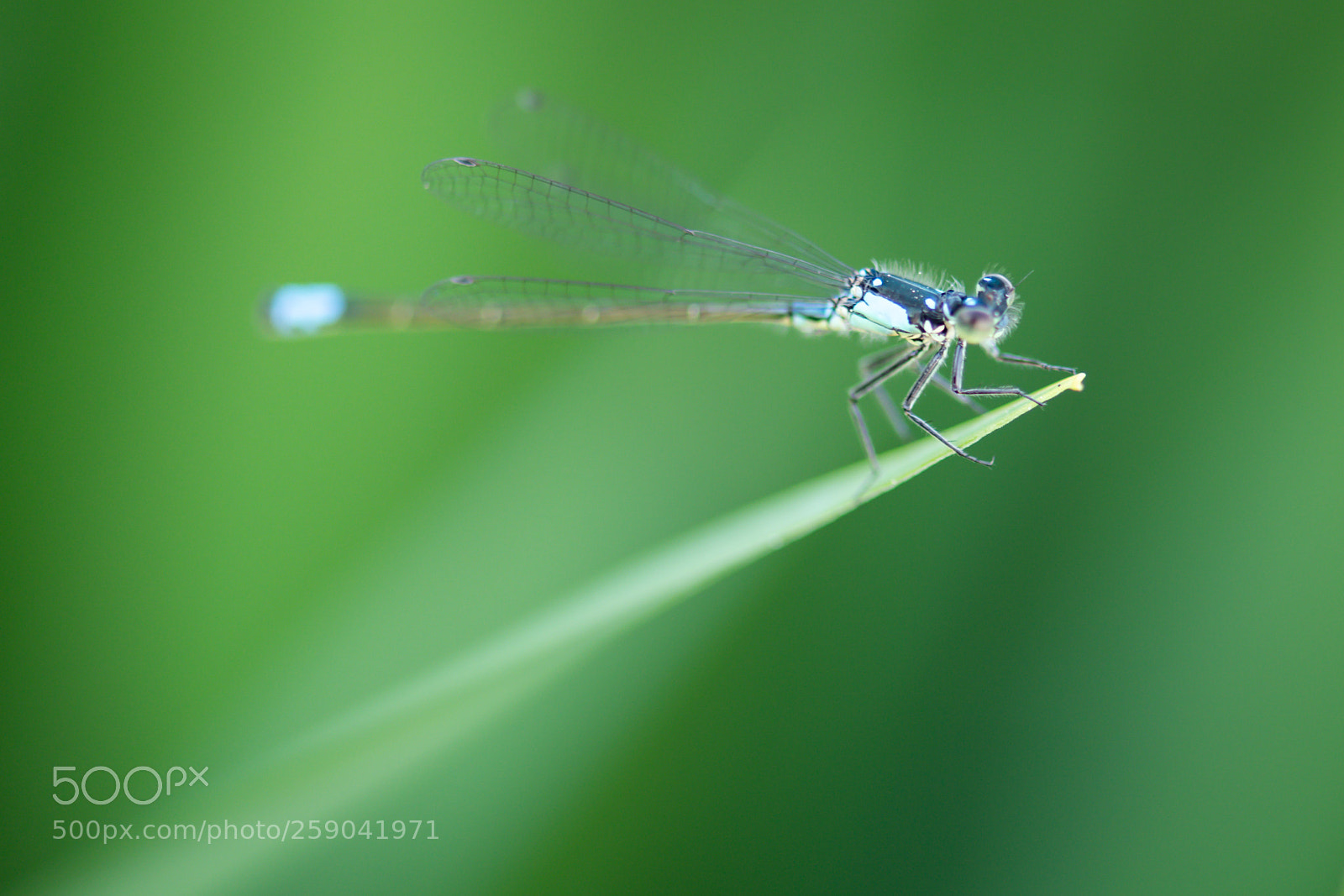 Nikon D850 sample photo. Dragonfly photography