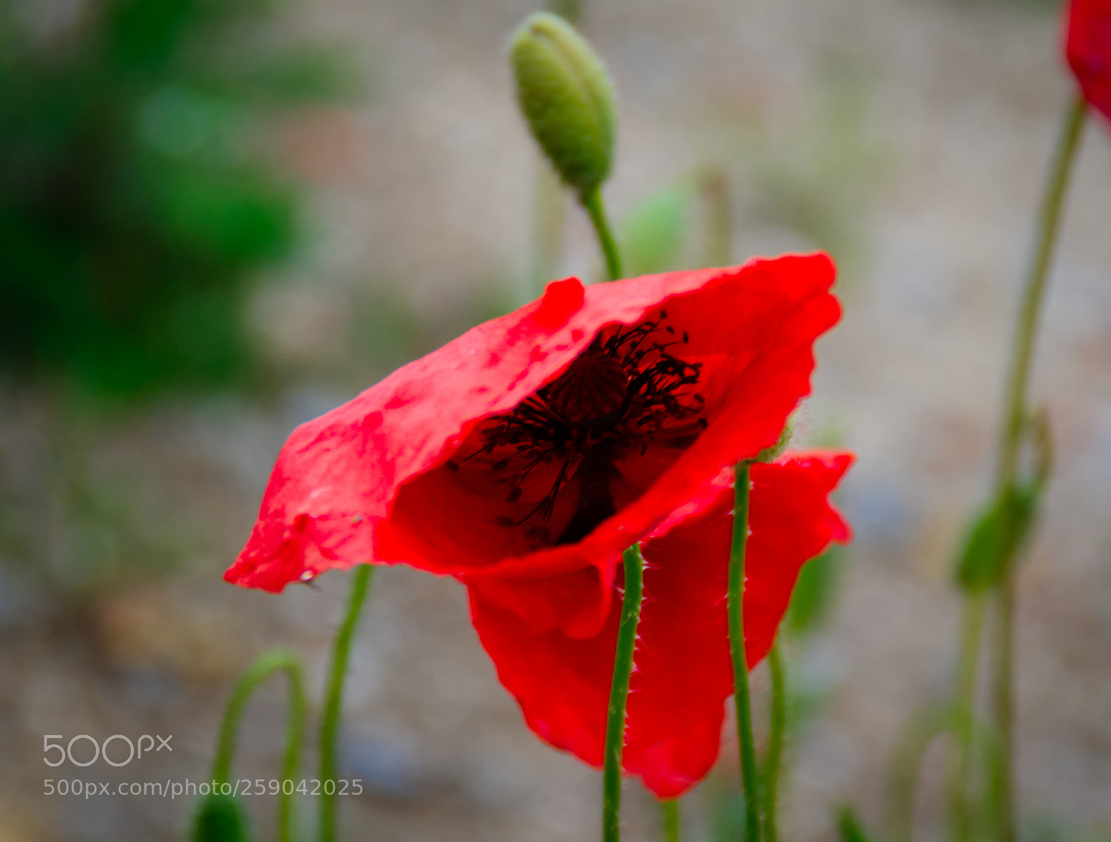 Pentax K10D sample photo. Warm red... photography