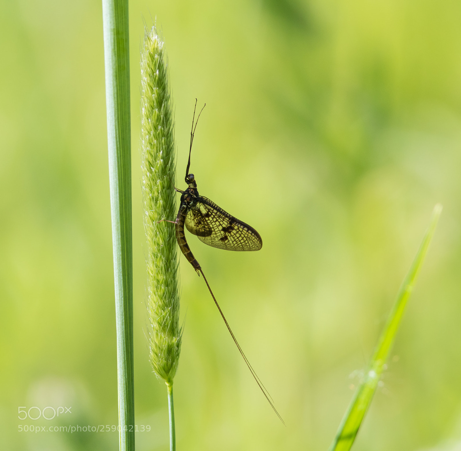 Canon EOS 7D Mark II sample photo. Mayfly photography