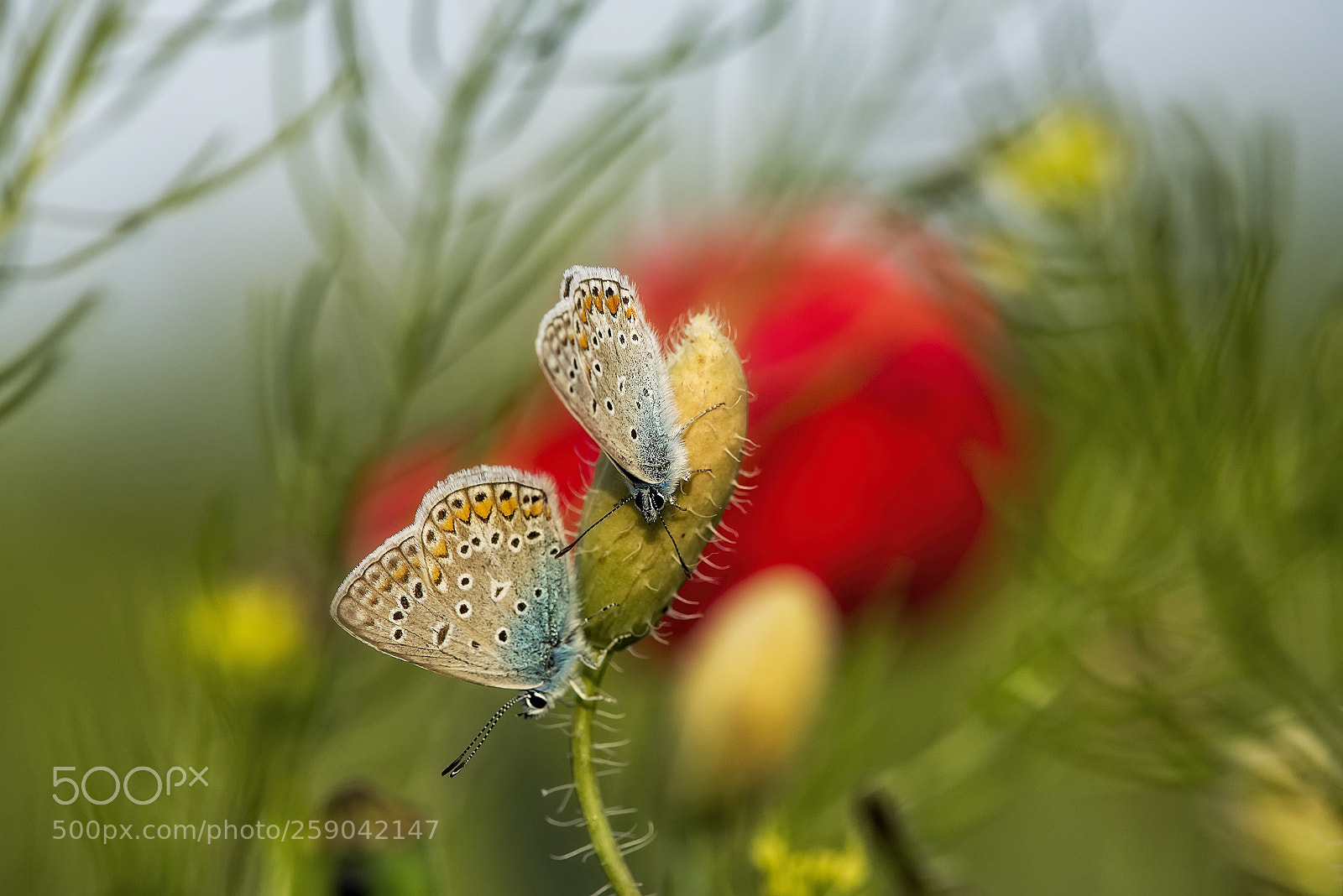 Nikon D810 sample photo. Two common blue photography