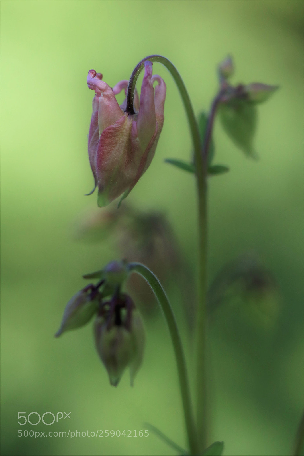 Canon EOS 80D sample photo. Columbine photography