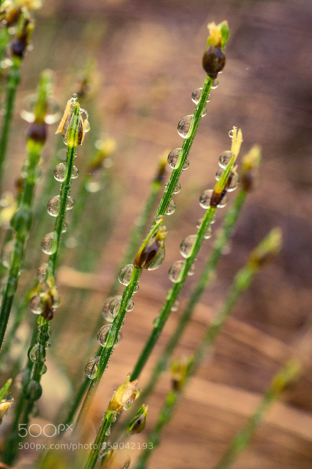 Sony SLT-A58 sample photo. Drops in the heather photography