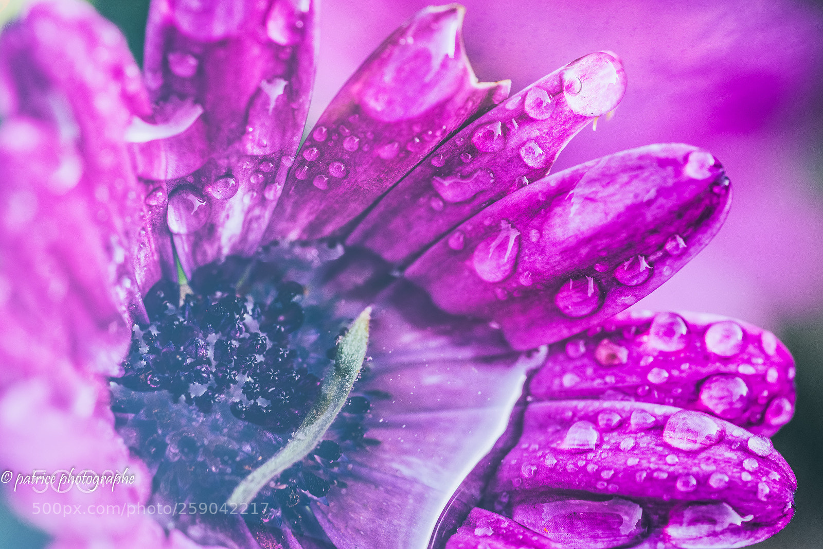 Sony a7R II sample photo. After the rain photography