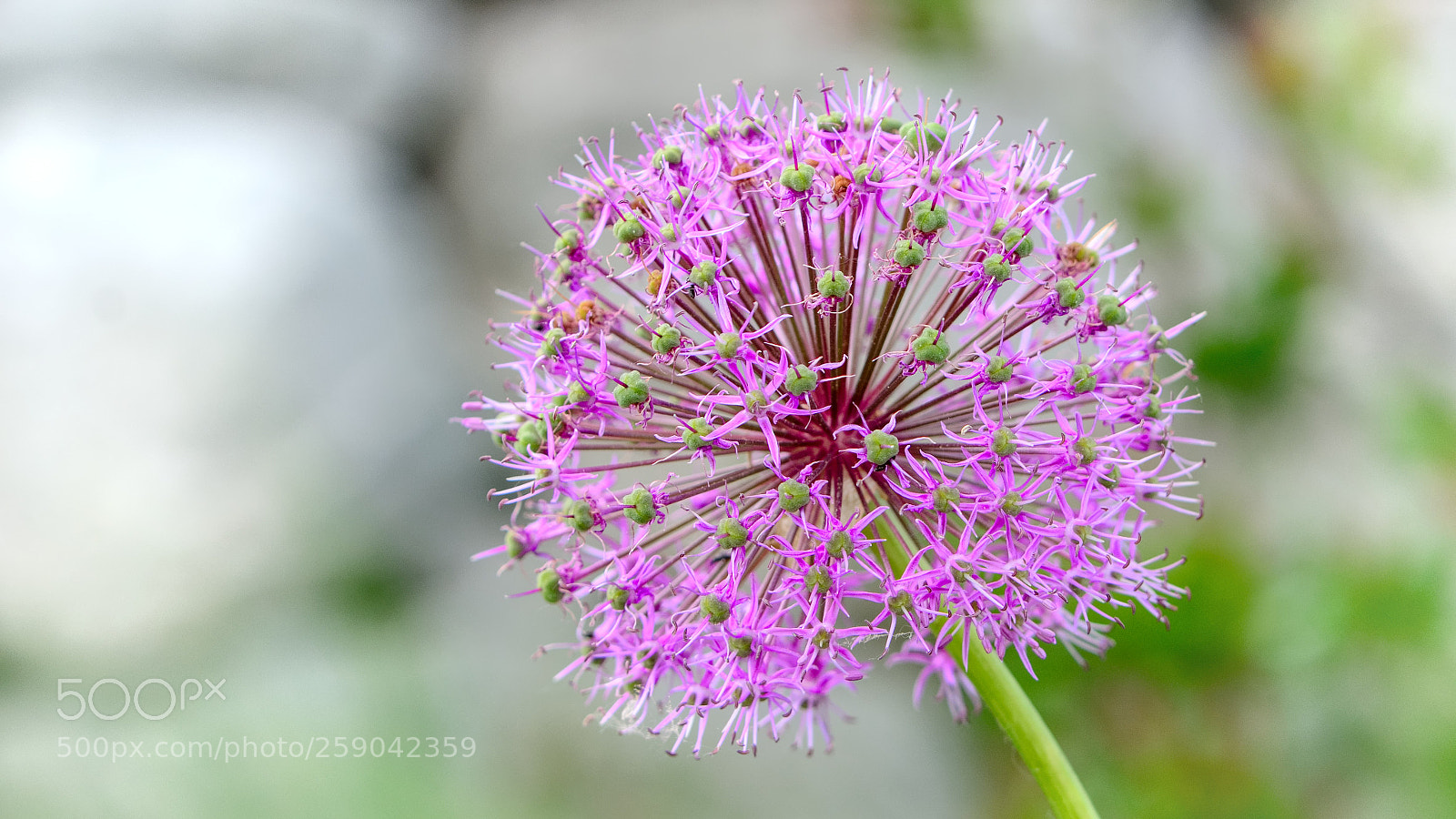 Nikon D7100 sample photo. Star photography