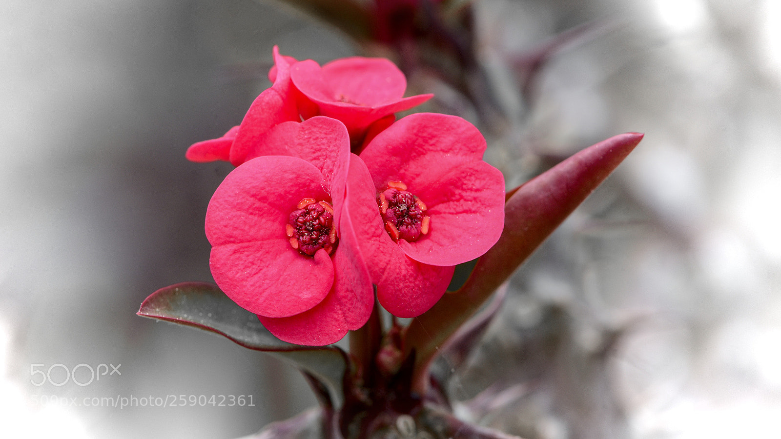 Nikon D7100 sample photo. Red twins photography
