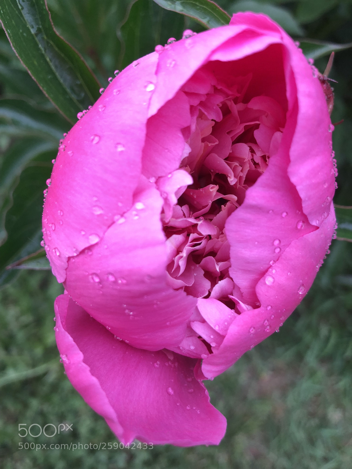 Apple iPhone 8 Plus sample photo. Pivoine spring love photography