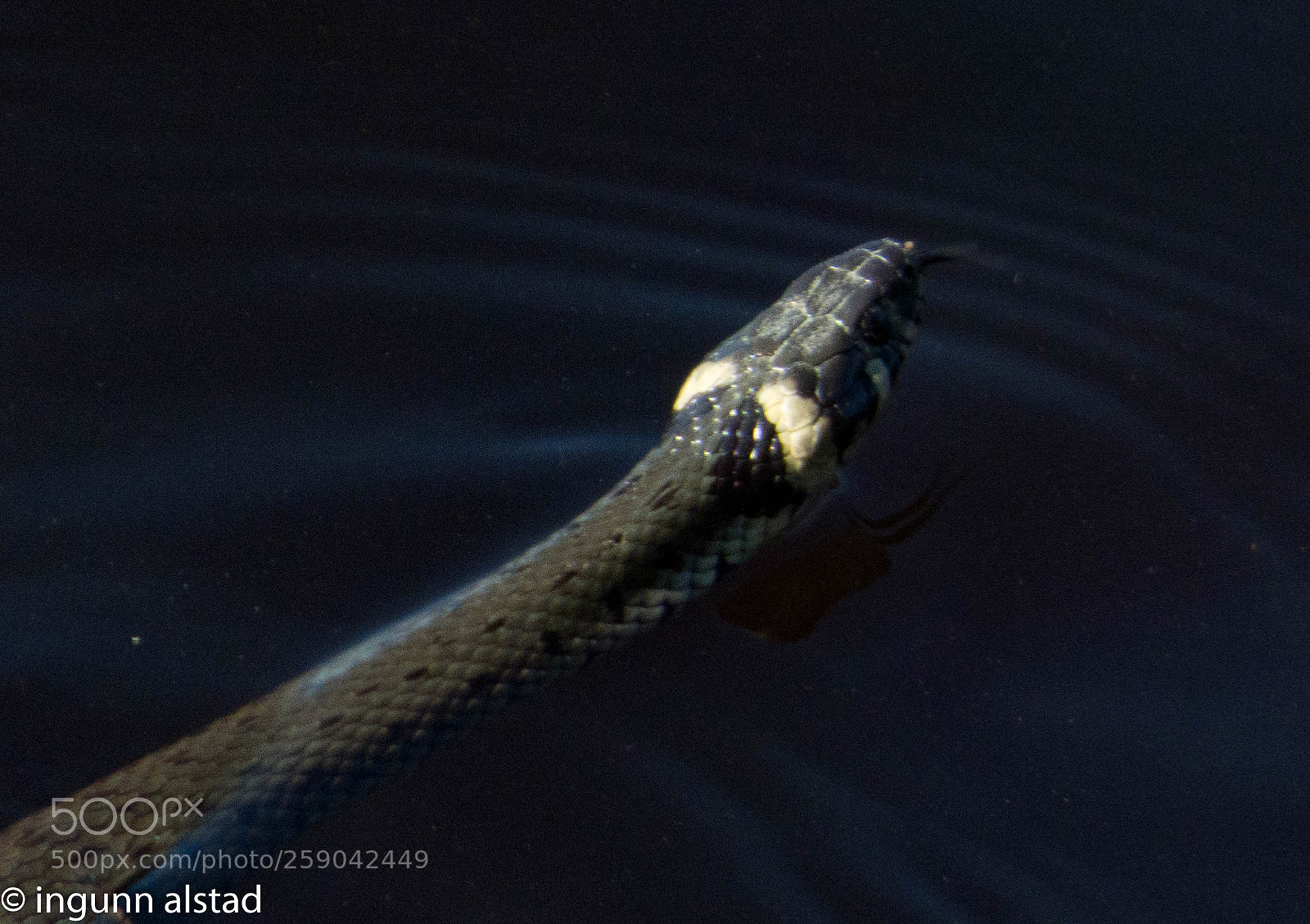 Panasonic DMC-FZ72 sample photo. "bathing" snake :) photography