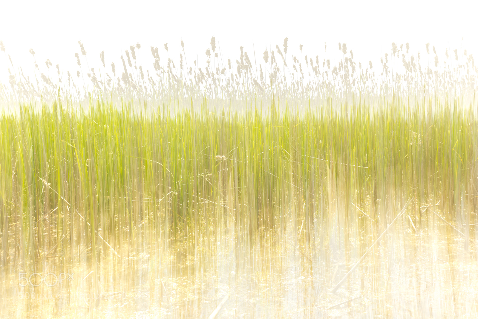 Canon EOS 5DS sample photo. Whispering grass photography