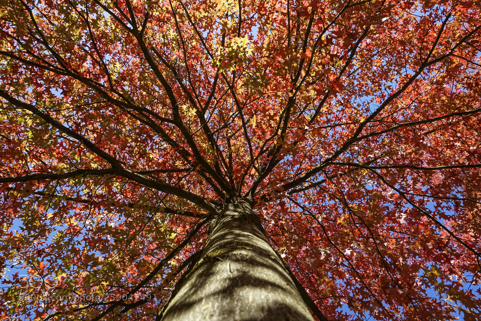 Sony a7 II sample photo. Beautiful tree capture photography