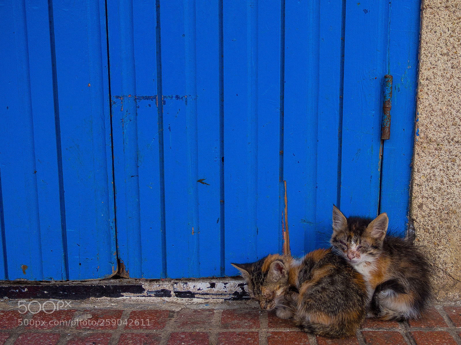 Olympus OM-D E-M10 II sample photo. Hold side by side photography