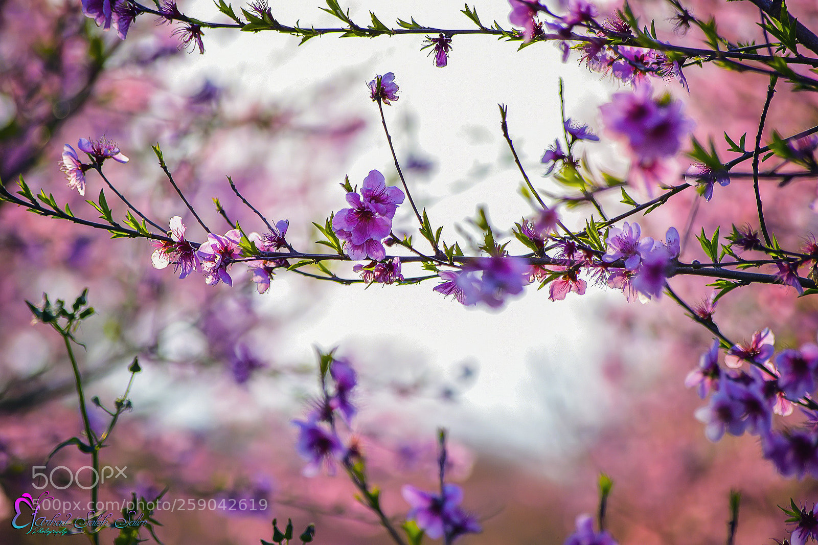 Nikon D7200 sample photo. Fss photography