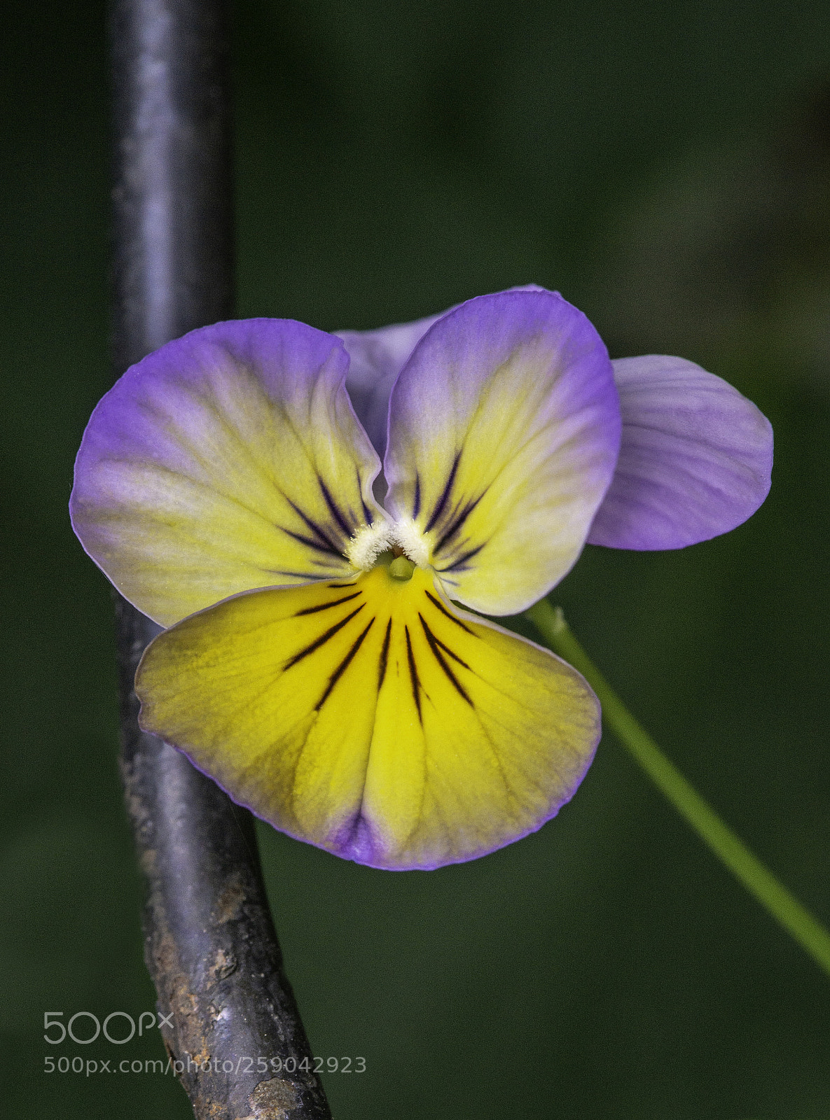 Nikon D800 sample photo. Pansie photography