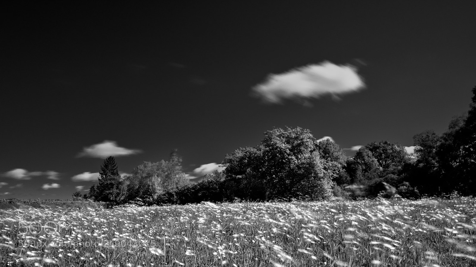 Panasonic Lumix DC-G9 sample photo. Windy day at ried photography