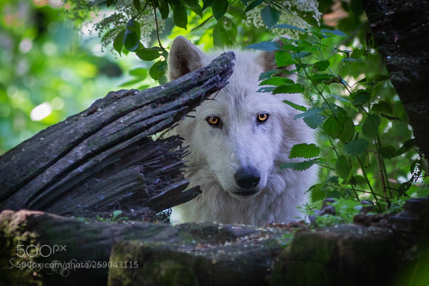 Canon EOS-1D Mark IV sample photo. Wolf photography