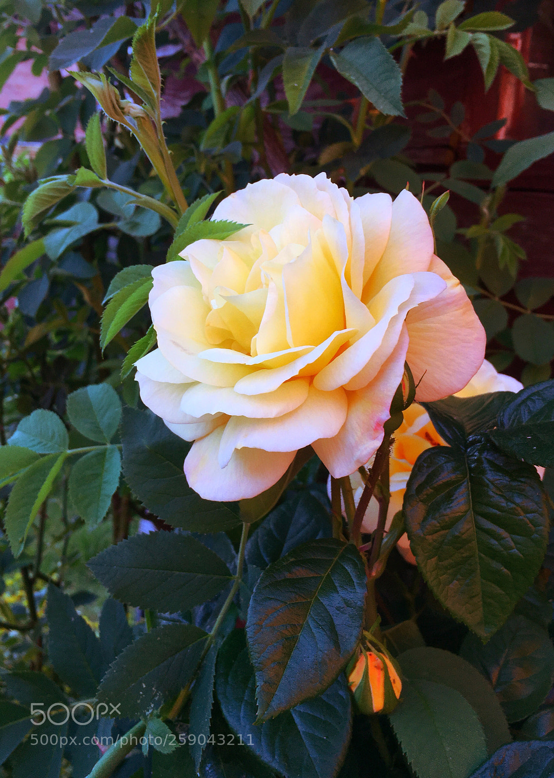 Apple iPhone 6s sample photo. Rose in the backyard photography