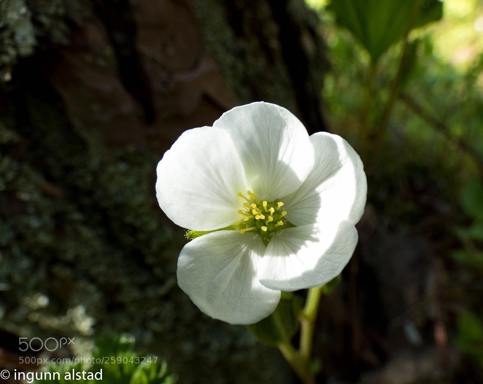 Panasonic DMC-FZ72 sample photo. Cloudberrieflower photography