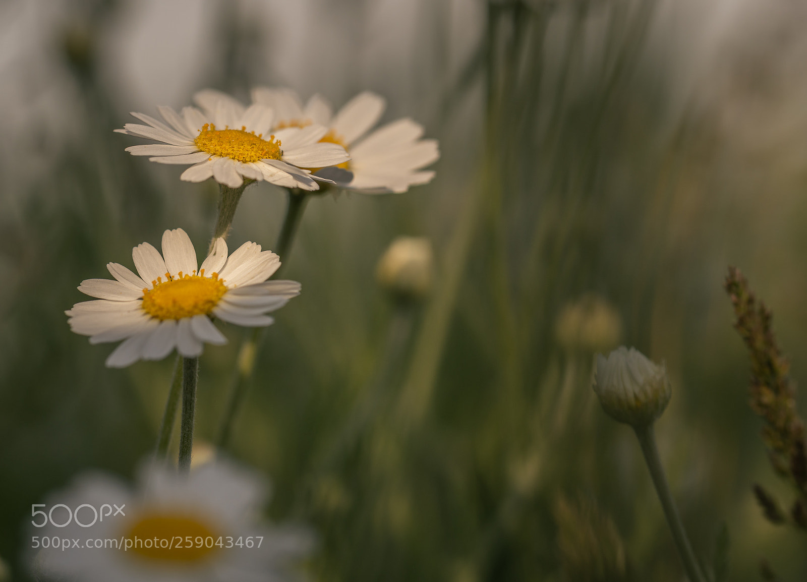 Sony a6500 sample photo. Chamomile photography
