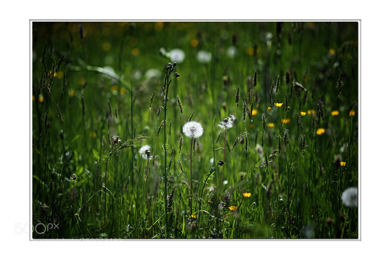 Canon EOS 7D Mark II sample photo. In the field photography
