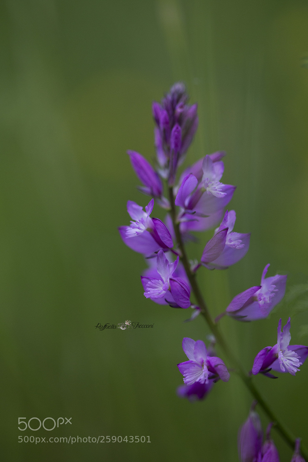 Canon EOS 6D sample photo. Mai visto prima photography