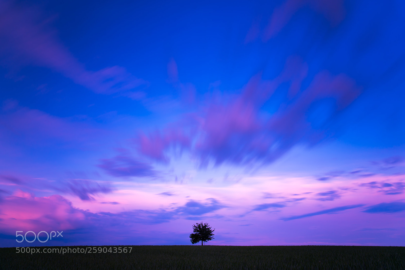 Nikon D750 sample photo. One tree photography
