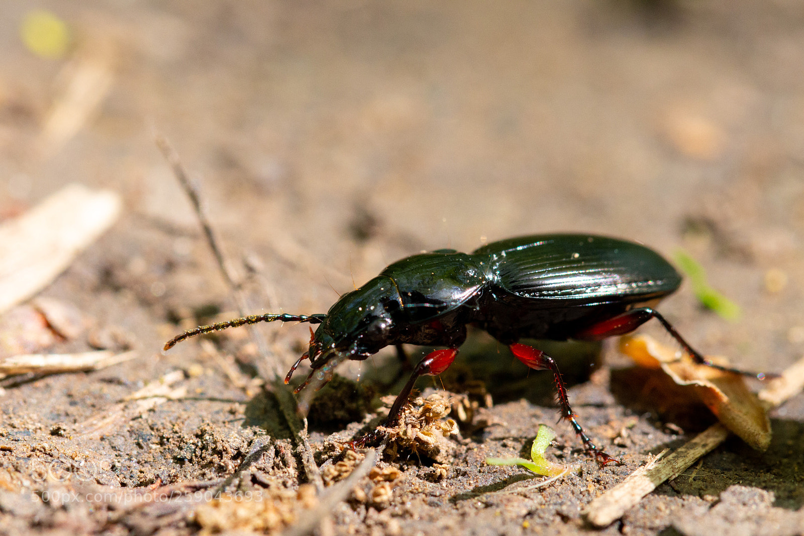 Canon EOS 70D sample photo. Black clock beetle photography